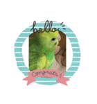 ♡インコのうたちゃん♡（個別スタンプ：1）