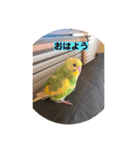 ♡インコのうたちゃん♡（個別スタンプ：2）