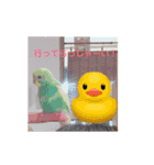 ♡インコのうたちゃん♡（個別スタンプ：3）