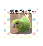 ♡インコのうたちゃん♡（個別スタンプ：4）