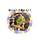 ♡インコのうたちゃん♡（個別スタンプ：7）