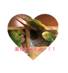 ♡インコのうたちゃん♡（個別スタンプ：8）