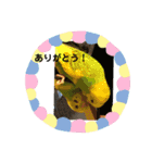 ♡インコのうたちゃん♡（個別スタンプ：9）