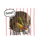 ♡インコのうたちゃん♡（個別スタンプ：10）