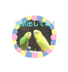 ♡インコのうたちゃん♡（個別スタンプ：12）