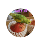 ♡インコのうたちゃん♡（個別スタンプ：13）