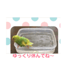 ♡インコのうたちゃん♡（個別スタンプ：15）