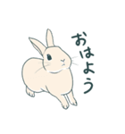 えくぼうさぎ もちまるの日常② 実写もある（個別スタンプ：2）