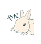 えくぼうさぎ もちまるの日常② 実写もある（個別スタンプ：4）