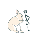 えくぼうさぎ もちまるの日常② 実写もある（個別スタンプ：6）