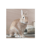 えくぼうさぎ もちまるの日常② 実写もある（個別スタンプ：9）