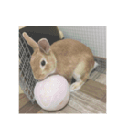 えくぼうさぎ もちまるの日常② 実写もある（個別スタンプ：10）