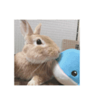 えくぼうさぎ もちまるの日常② 実写もある（個別スタンプ：11）
