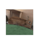 えくぼうさぎ もちまるの日常② 実写もある（個別スタンプ：13）