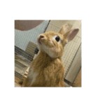 えくぼうさぎ もちまるの日常② 実写もある（個別スタンプ：14）