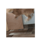えくぼうさぎ もちまるの日常② 実写もある（個別スタンプ：15）