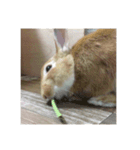 えくぼうさぎ もちまるの日常② 実写もある（個別スタンプ：16）