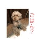 7匹の毛玉（個別スタンプ：1）