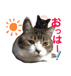 気まぐれニャンズのつぶやきスタンプ（個別スタンプ：3）