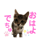 気まぐれニャンズのつぶやきスタンプ（個別スタンプ：5）