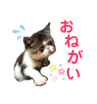 気まぐれニャンズのつぶやきスタンプ（個別スタンプ：8）