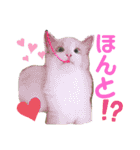 気まぐれニャンズのつぶやきスタンプ（個別スタンプ：11）