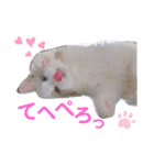 気まぐれニャンズのつぶやきスタンプ（個別スタンプ：13）