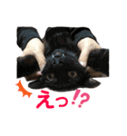 気まぐれニャンズのつぶやきスタンプ（個別スタンプ：15）
