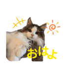 気まぐれニャンズのつぶやきスタンプ（個別スタンプ：17）