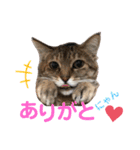 気まぐれニャンズのつぶやきスタンプ（個別スタンプ：18）