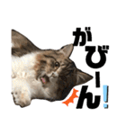 気まぐれニャンズのつぶやきスタンプ（個別スタンプ：21）