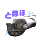 気まぐれニャンズのつぶやきスタンプ（個別スタンプ：25）