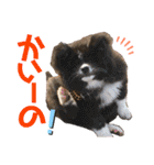 気まぐれニャンズのつぶやきスタンプ（個別スタンプ：26）