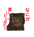 気まぐれニャンズのつぶやきスタンプ（個別スタンプ：28）