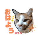 気まぐれニャンズのつぶやきスタンプ（個別スタンプ：34）
