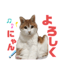 気まぐれニャンズのつぶやきスタンプ（個別スタンプ：38）