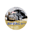 レオちゃんスタンプ①（個別スタンプ：7）