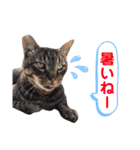 トラとニャンズ②（個別スタンプ：6）