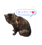 トラとニャンズ②（個別スタンプ：8）