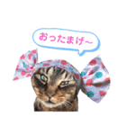 トラとニャンズ②（個別スタンプ：10）