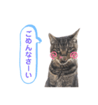 トラとニャンズ②（個別スタンプ：12）