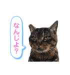 トラとニャンズ②（個別スタンプ：14）