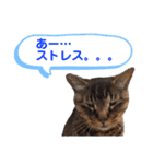 トラとニャンズ②（個別スタンプ：15）