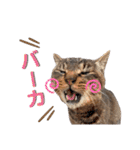 トラとニャンズ②（個別スタンプ：16）