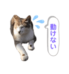トラとニャンズ②（個別スタンプ：17）