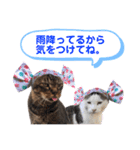 トラとニャンズ②（個別スタンプ：20）