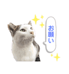 トラとニャンズ②（個別スタンプ：23）