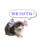 トラとニャンズ②（個別スタンプ：24）