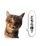 トラとニャンズ②（個別スタンプ：26）