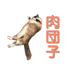 トラとニャンズ②（個別スタンプ：27）